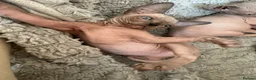 Sphynx cats for sale: 4 beautiful sphynx kittens for sale  - Advert 5