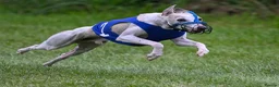 Whippet dogs for stud: PROVEN small race bred whippet stud - Advert 6