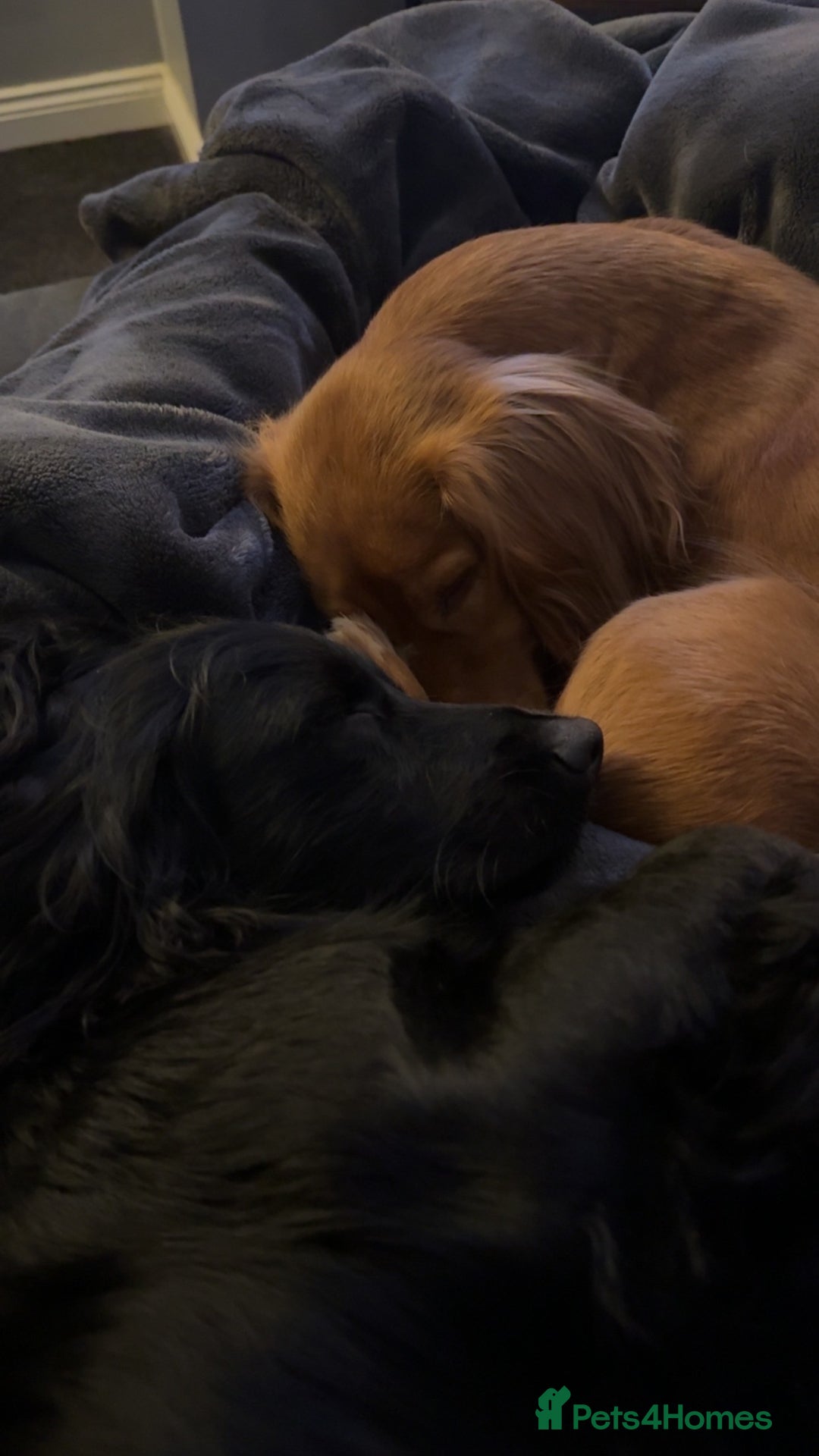 Cocker Spaniel dogs for sale: Working cocker spaniel puppies - Image 4