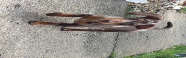 Dachshund 1