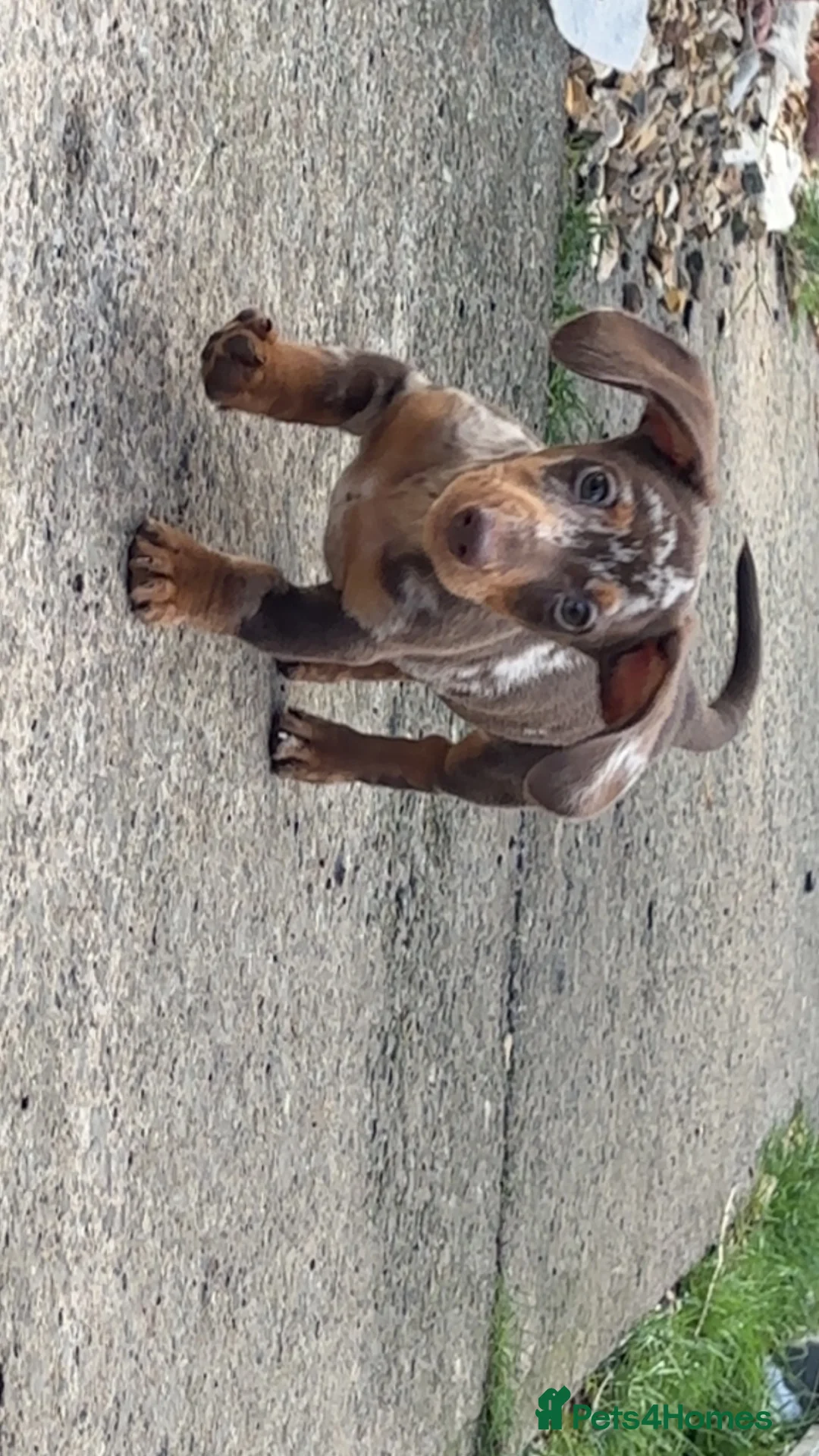 Dachshund dogs for sale: Exceptional KC Registered Miniature Dachshund - Advert 2