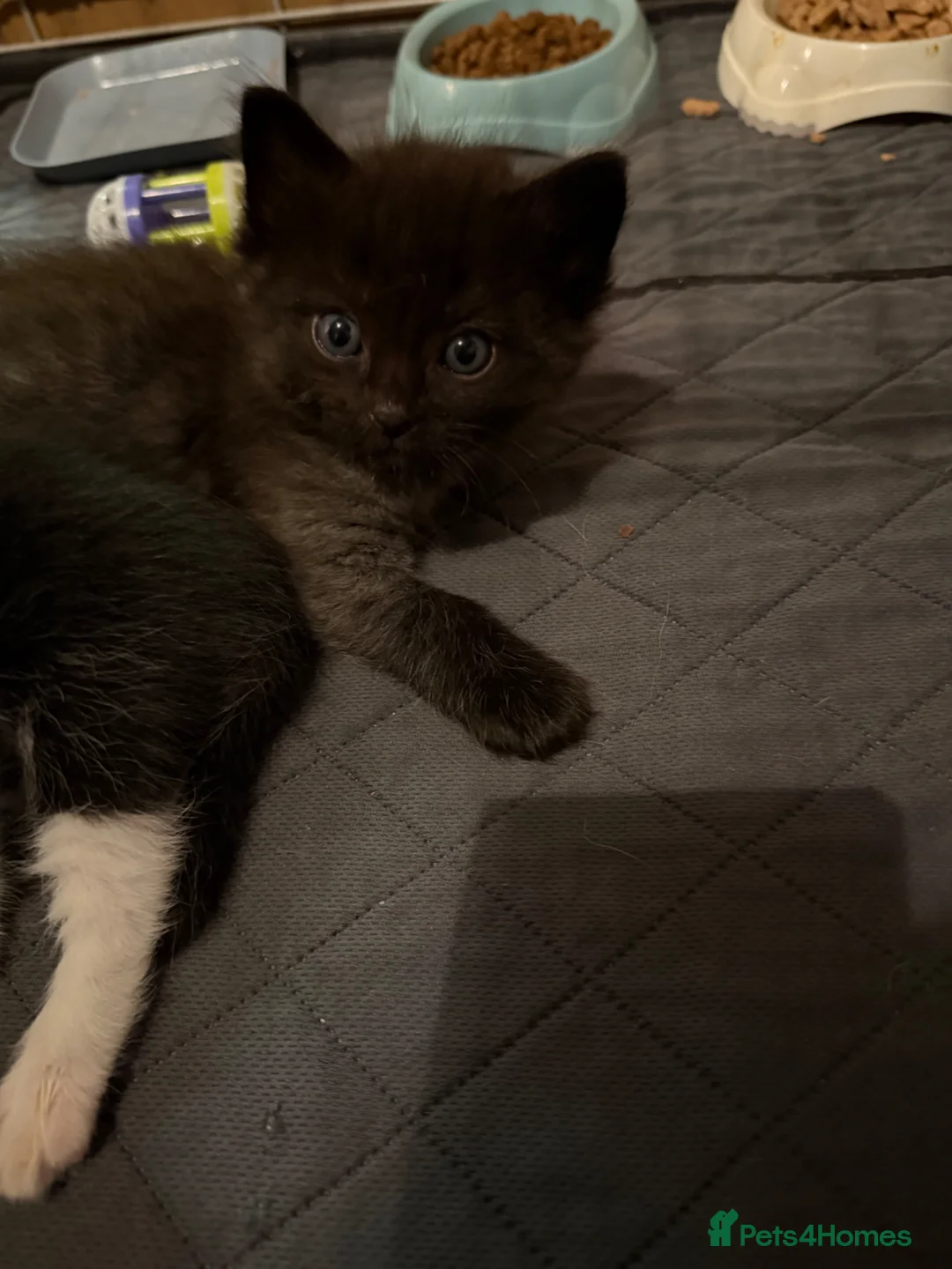 Mixed Breed cats for sale: mixed ragdol kittens  - Advert 2