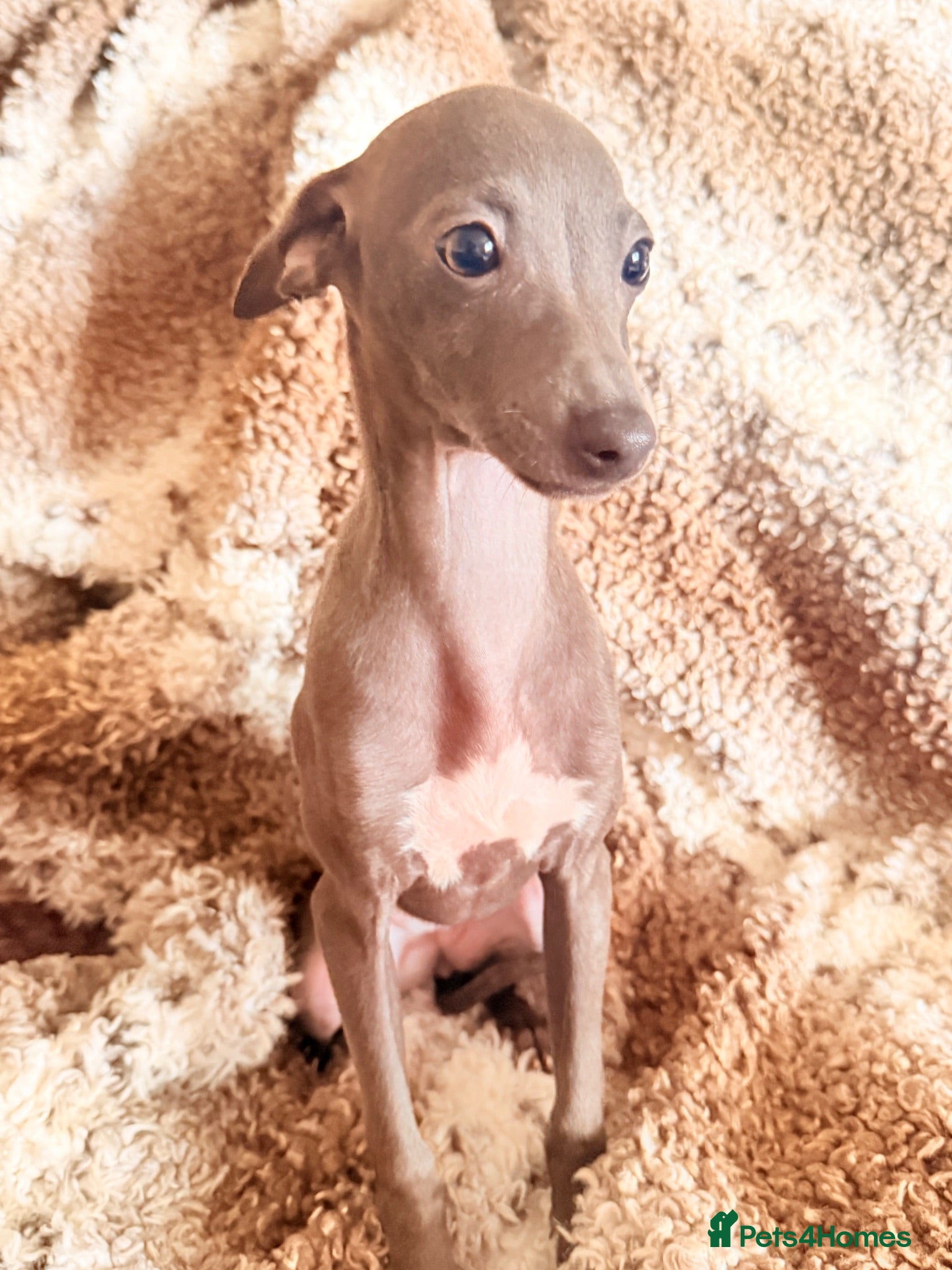 Italian Greyhound dogs Italian Greyhound KC  – Blue Girl & Fawn Boys - Advert 2
