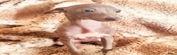 Italian Greyhound dogs for sale: Italian Greyhound KC  – READY NOW! 2 fawns  - Advert 6