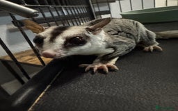 Sugar Glider rodents for sale: Two female sugar gliders with full set up - Image 8