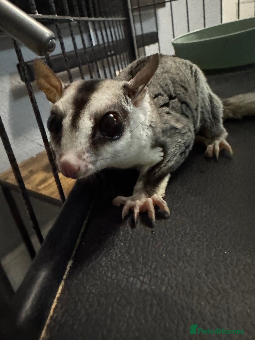 Sugar Glider rodents for sale: Two female sugar gliders with full set up - Image 8