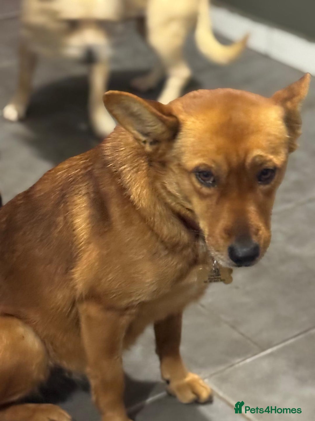 Mixed Breed dogs for adoption: Sweet Poppy Looking For LOVE - Advert 7