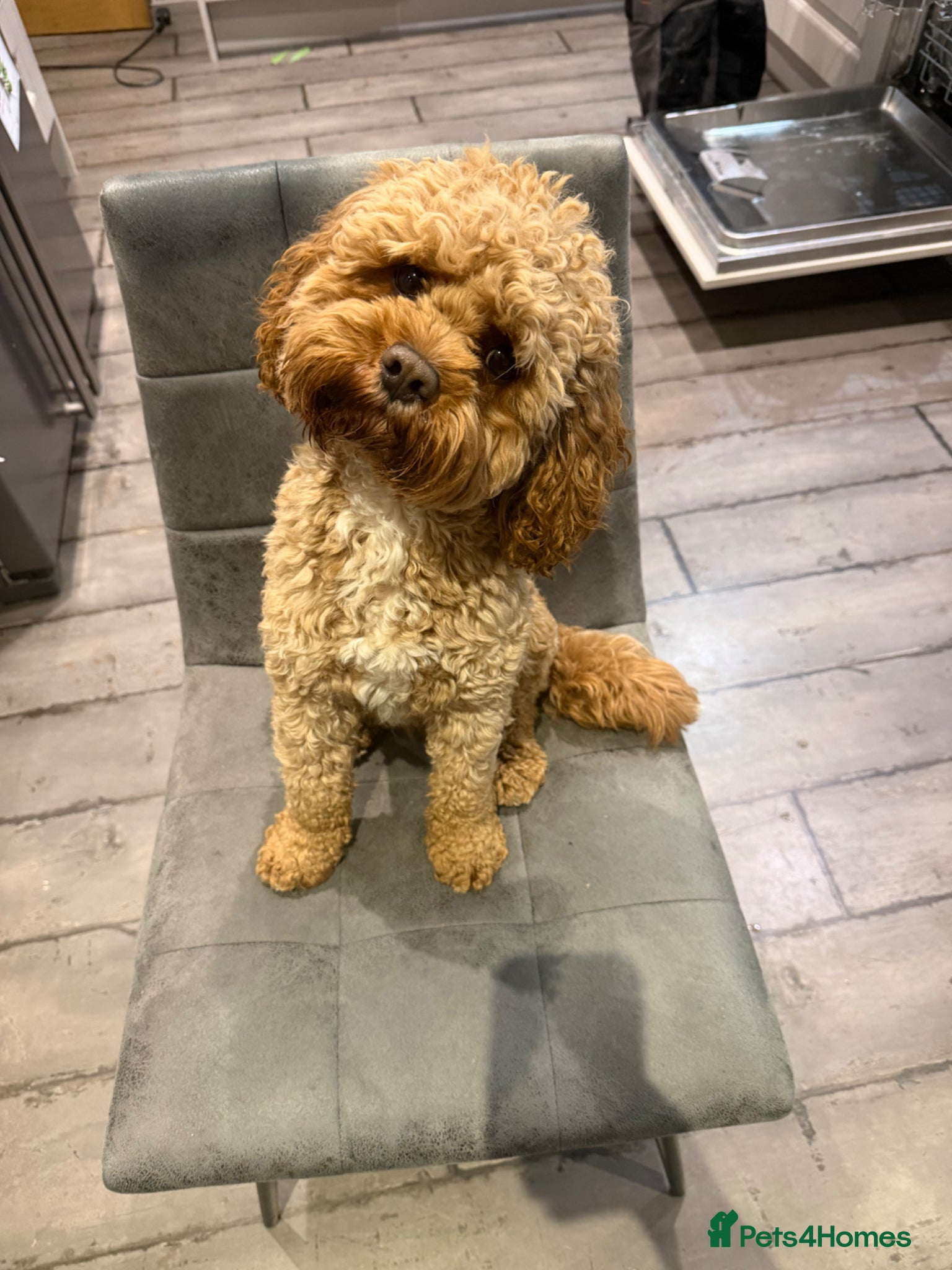 Cavapoo dogs Proven Cavapoo Stud - Not for sale.  - Advert 1