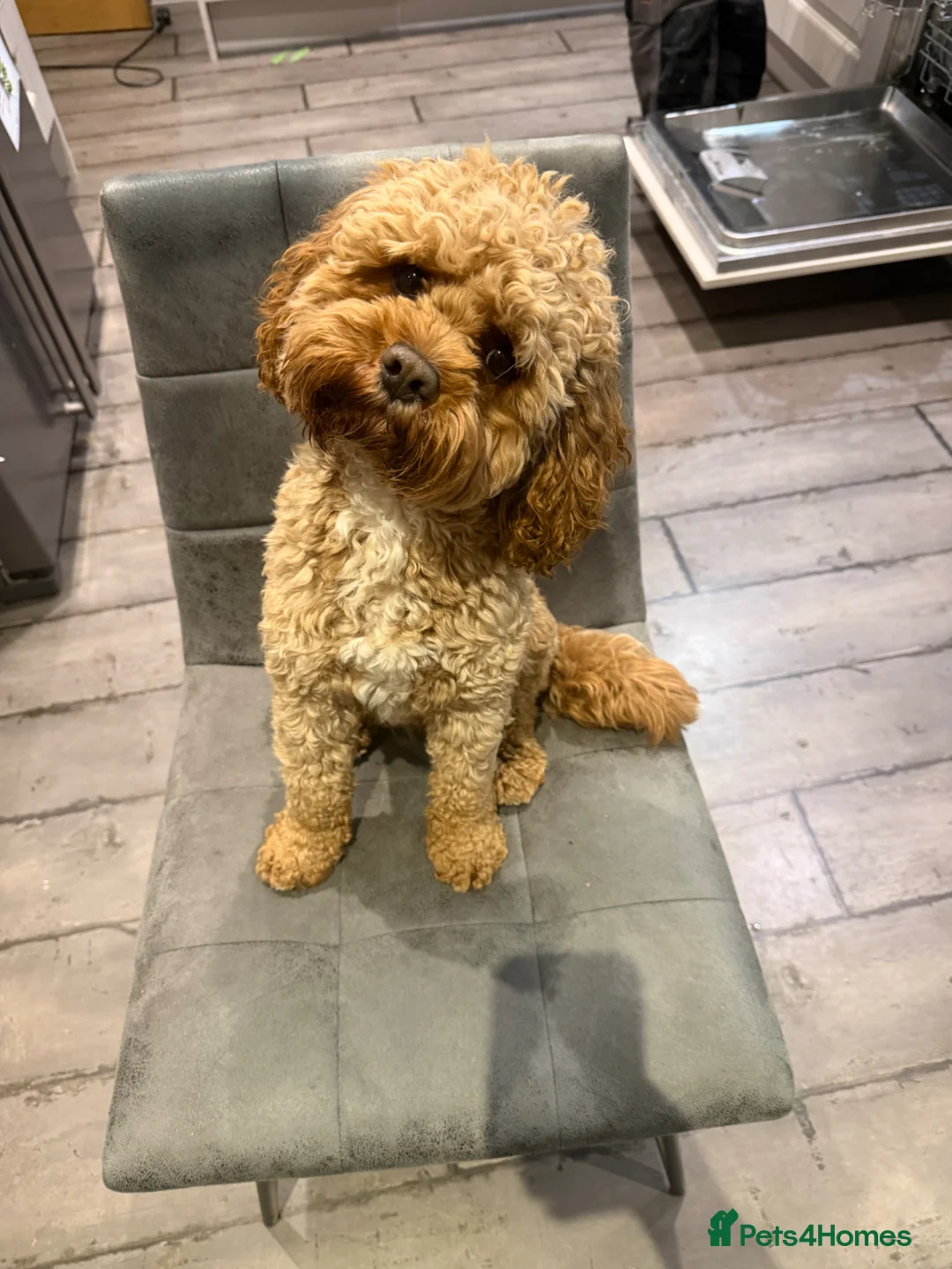Cavapoo dogs for stud: Proven Cavapoo Stud - Not for sale.  - Advert 1