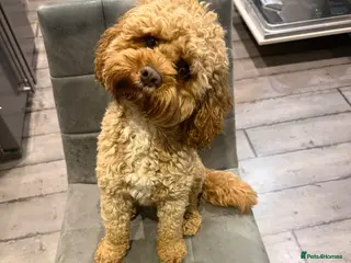 Cavapoo dogs Proven Cavapoo Stud - Not for sale. - Advert 1