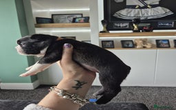 Boston Terrier dogs for sale: Ready to leave in time for the October holidays 😀 - Image 18