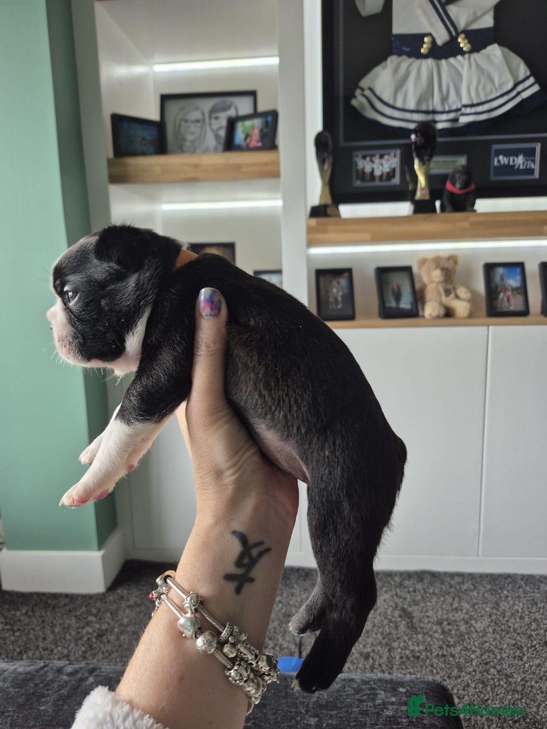 Boston Terrier dogs for sale: Ready to leave in time for the October holidays 😀 - Image 18