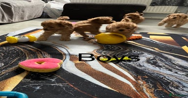 Cavapoo dogs - Advert 9