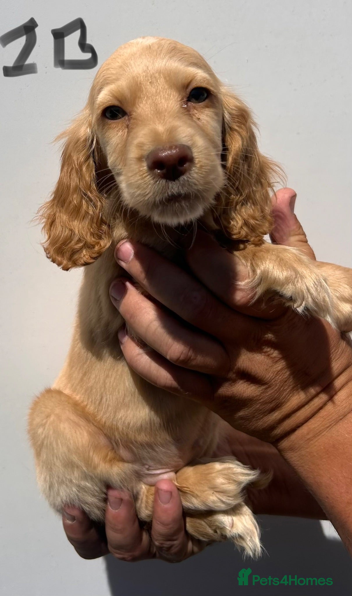 Cocker Spaniel dogs Cocker spaniel puppies 2 girls 2 boys  - Advert 1