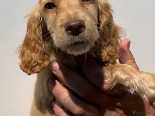 Cocker Spaniel dogs Cocker spaniel puppies 2 girls 2 boys - Advert 1