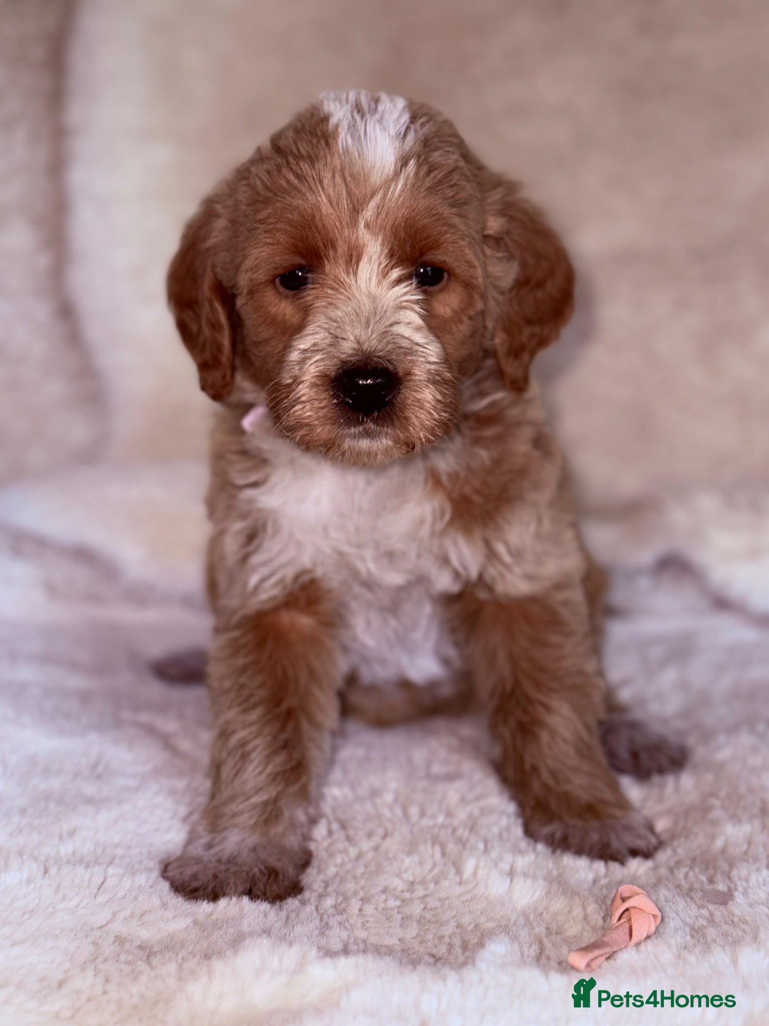 Australian Labradoodle dogs Australian Labradoodles  - Advert 2