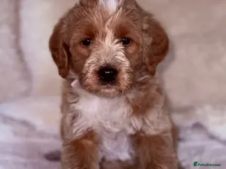 Australian Labradoodle dogs for sale: Australian Labradoodles - Advert 3