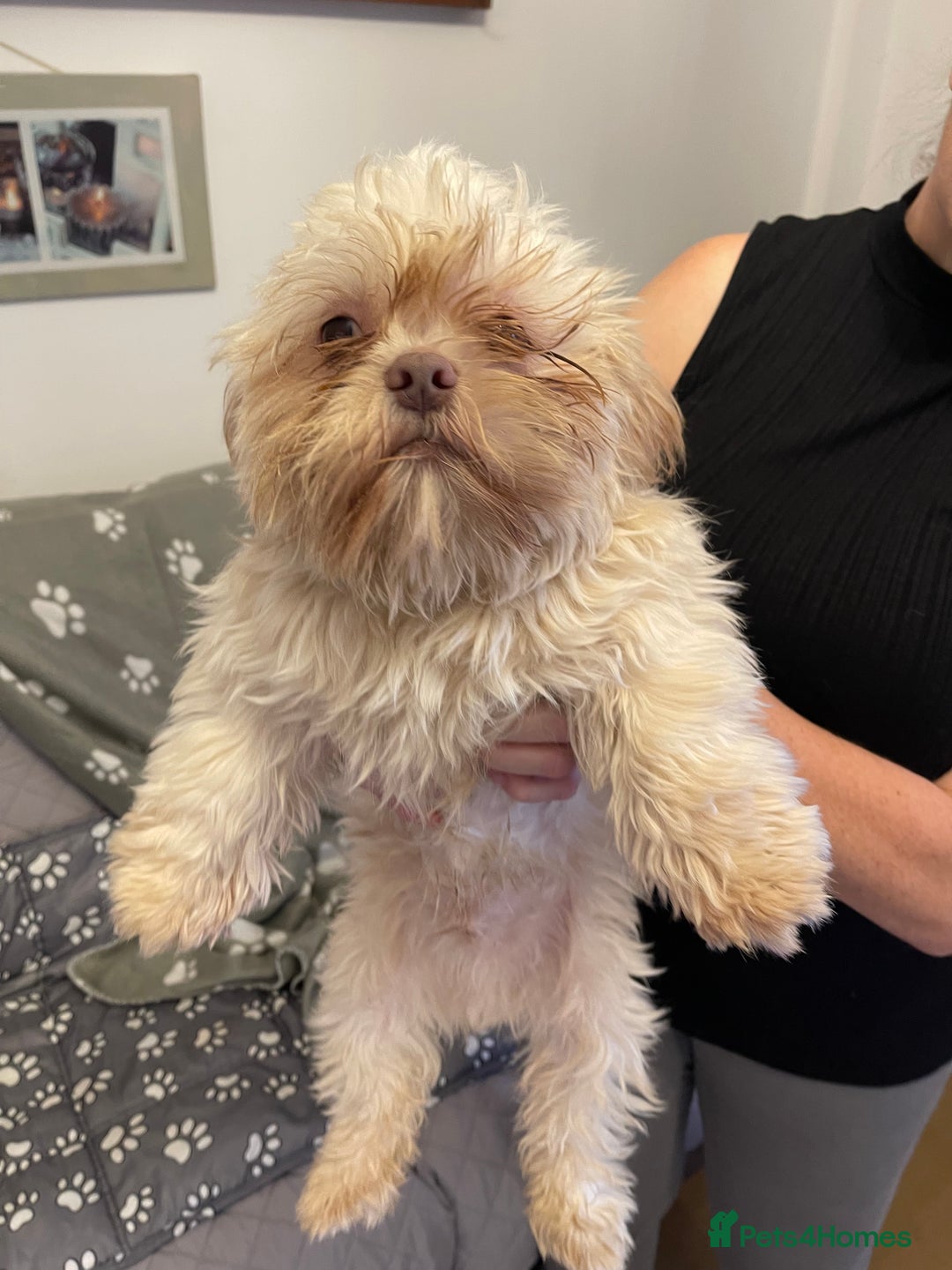 Shih Tzu dogs for sale: imperial karishishi shih tzu boys  - Image 16