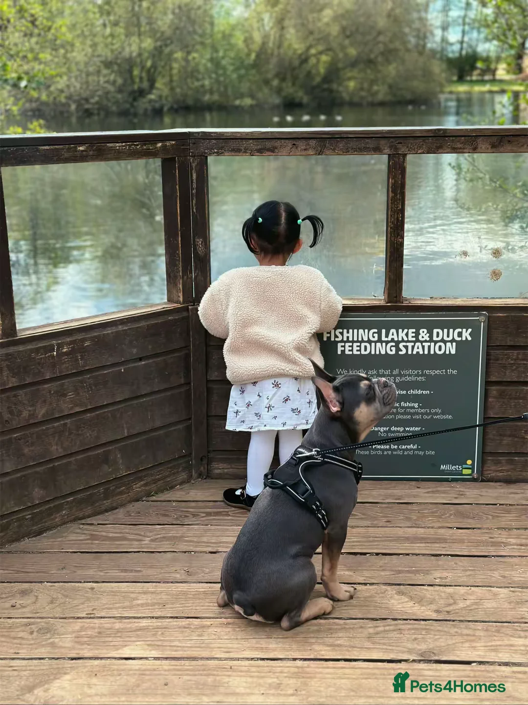 French Bulldog dogs for sale: 24 weeks old Frenchbulldog (Male) - Advert 2