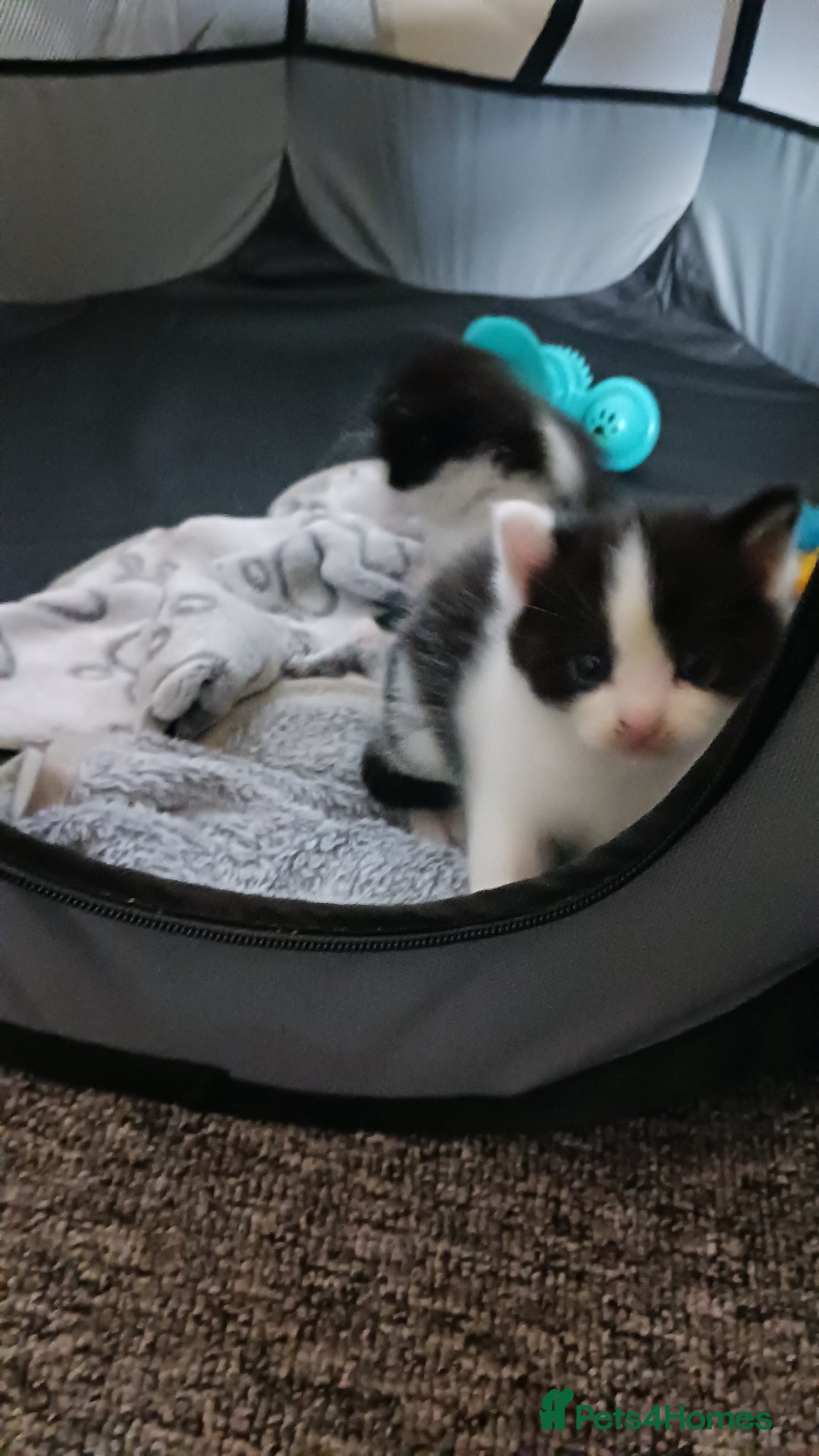 Mixed Breed cats Litter of kittens - Advert 1