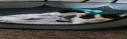 Mixed Breed cats for sale: Litter of kittens in Canterbury - Advert 1