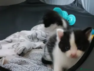 Mixed Breed cats Litter of kittens - Advert 6