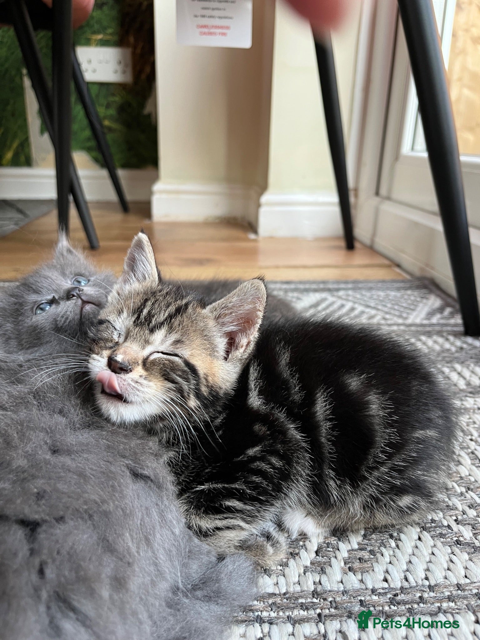 American Wirehair cats American wirehair/Bombay kittens for sale - Advert 2