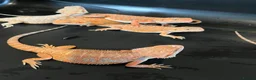 Bearded Dragon reptiles for sale: Red hypo baby bearded dragons  - Advert 3