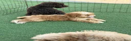 Cockapoo dogs for sale: Cockapoo f1 puppies  - Advert 6