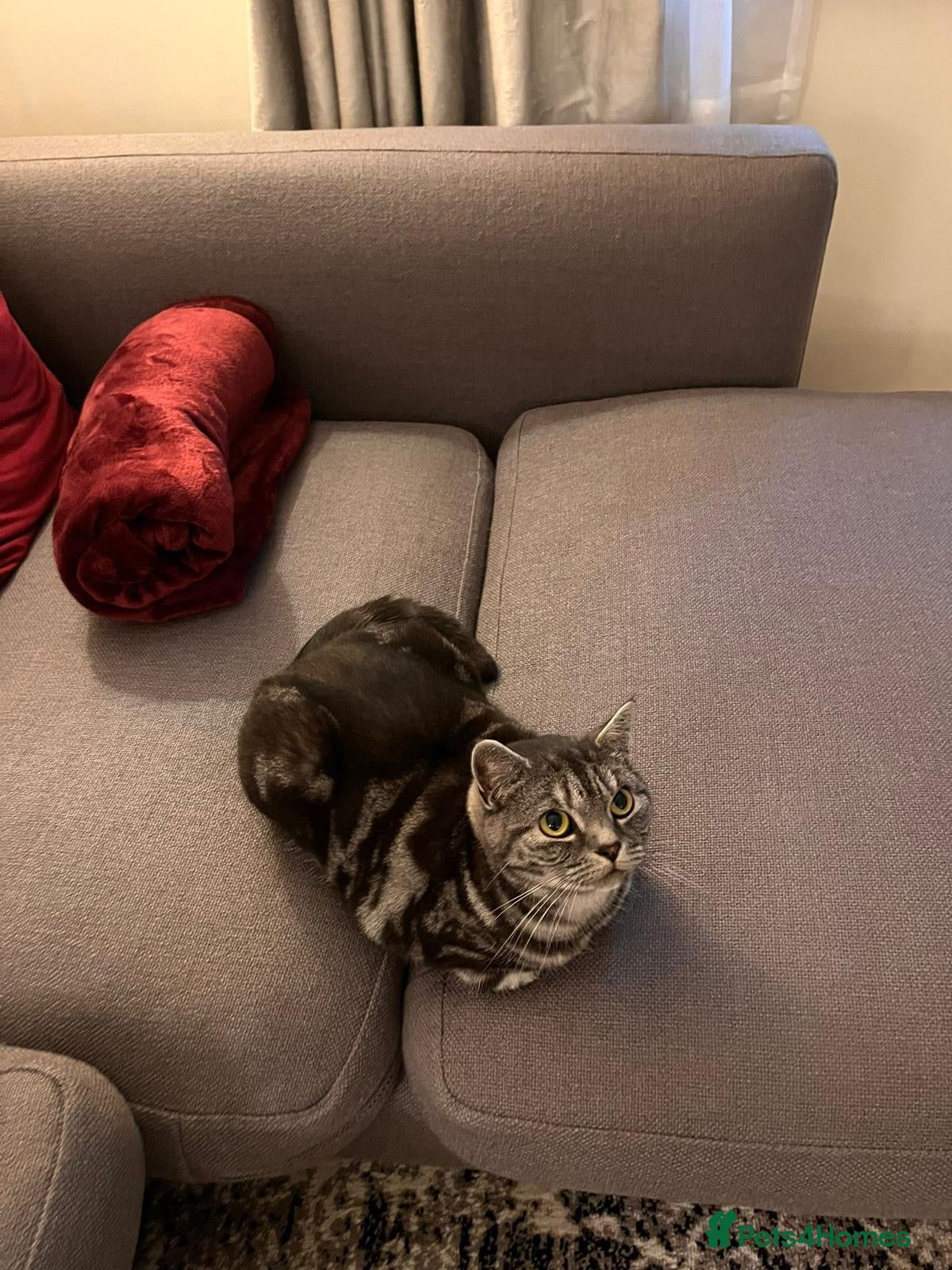 British Shorthair cats Silver tabby - female- looking for a new home - Advert 4