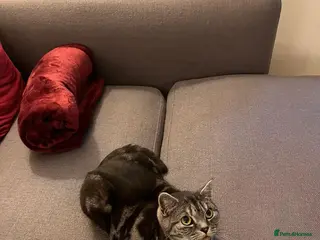 British Shorthair cats Silver tabby - female- looking for a new home - Advert 1