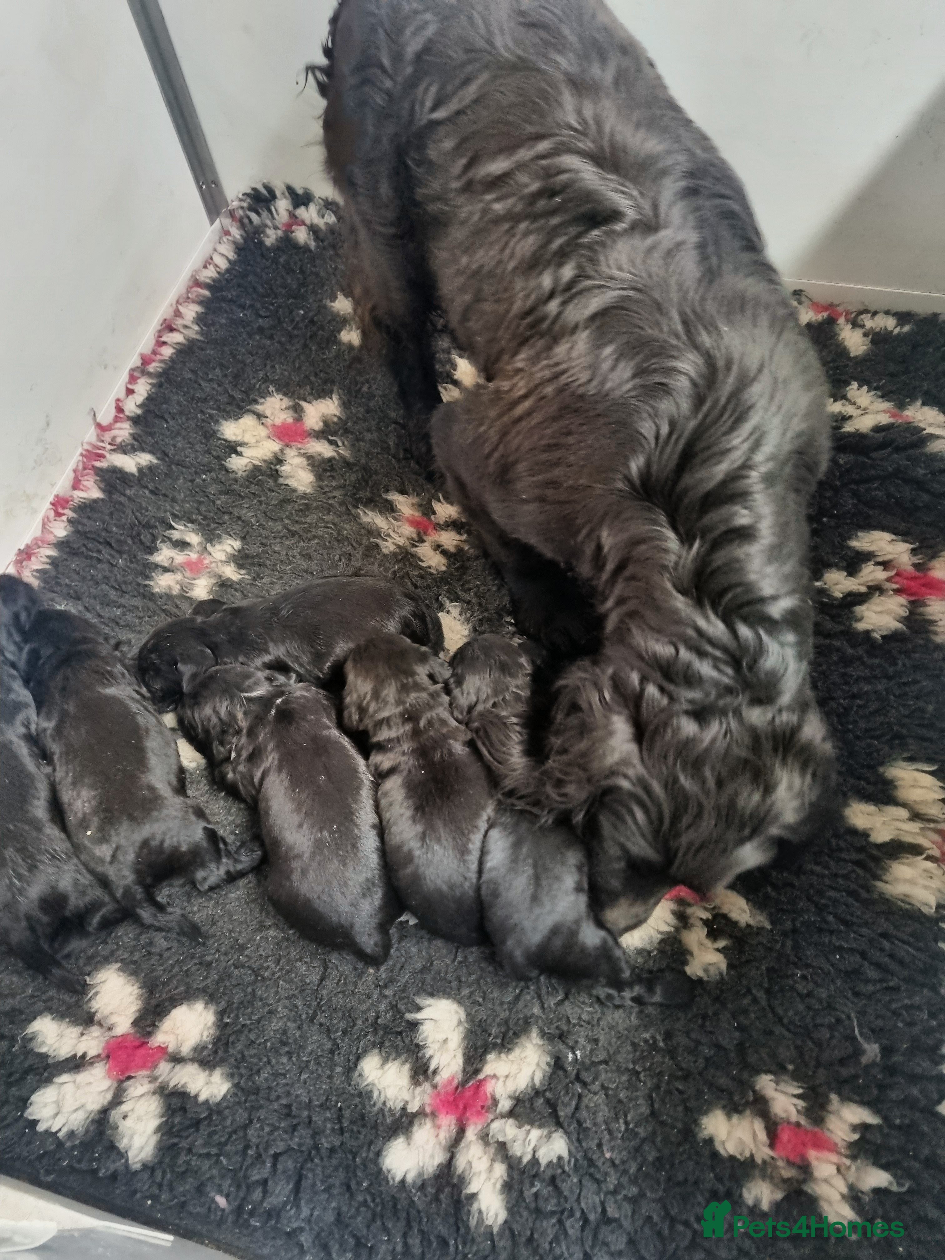 Cocker Spaniel dogs KC Working Bred Cocker Spaniel Puppies - Advert 2