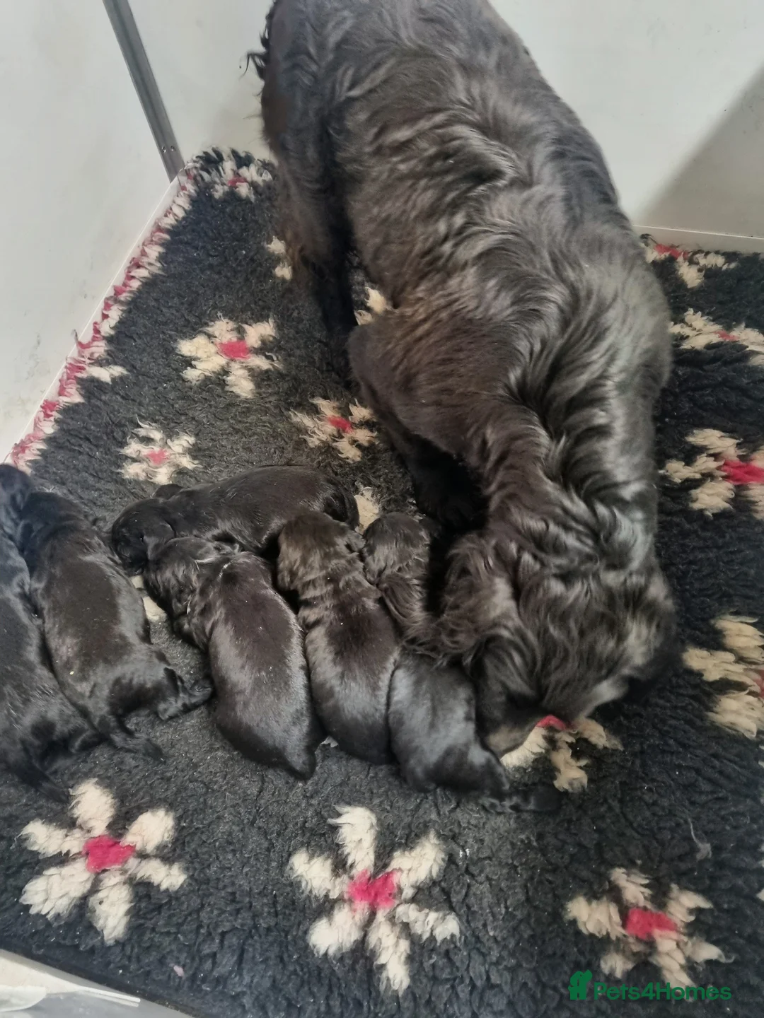 Cocker Spaniel dogs for sale: KC Working Bred Cocker Spaniel Puppies - Advert 2