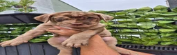 Mastiff dogs for sale: MASTIFF pups for sale in Whitstable - Advert 9