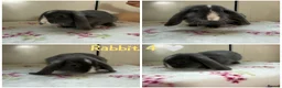 Mini Lop rabbits for sale: Gorgeous Mini Lops - Advert 6