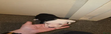 Border Collie 2