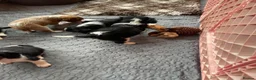 Cavalier King Charles Spaniel dogs for sale: Cavalier King Charles Spaniels  - Advert 8