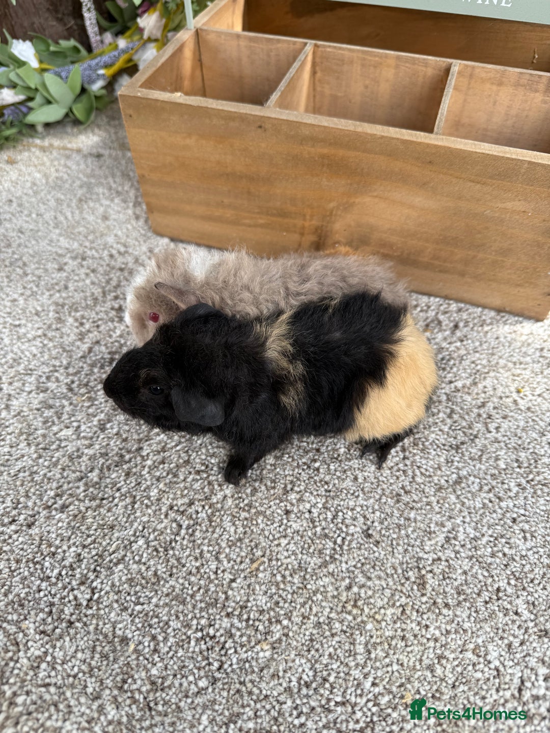 Guinea Pig rodents for sale: Two pairs of Guineapig boys to reserve  - Image 7