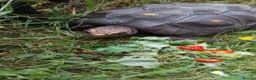 Tortoise reptiles for sale: Tortoise  in Sunderland - Advert 4