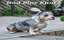 American Bully dogs for sale: 9 week old pocket bully pups, well known bloodline - Image 18