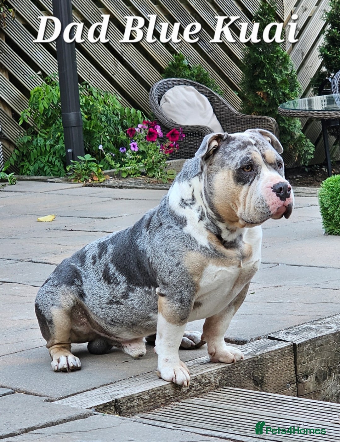 American Bully dogs for sale: 9 week old pocket bully pups, well known bloodline - Image 18