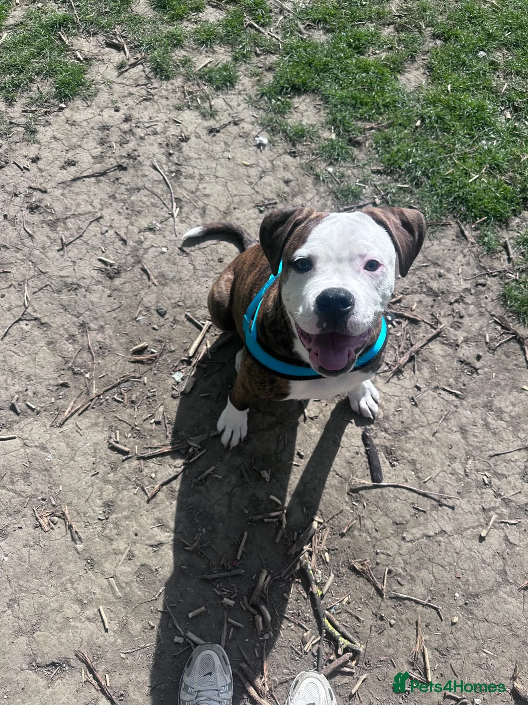 Mixed Breed dogs for sale: Staffy cross American Bulldog needs rehoming  - Advert 2