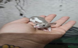 Mouse rodents for sale: Fancy mice females - Image 11