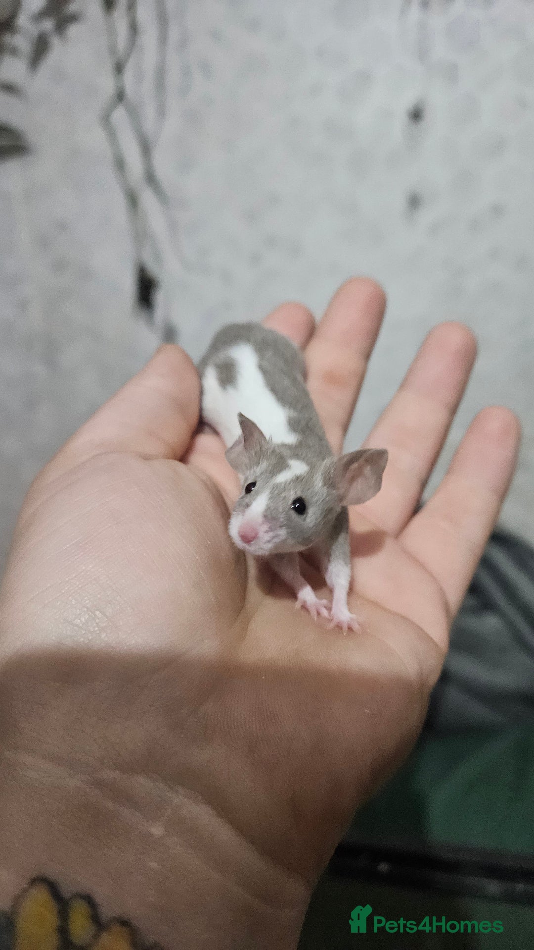 Mouse rodents for sale: Fancy mice females - Image 11