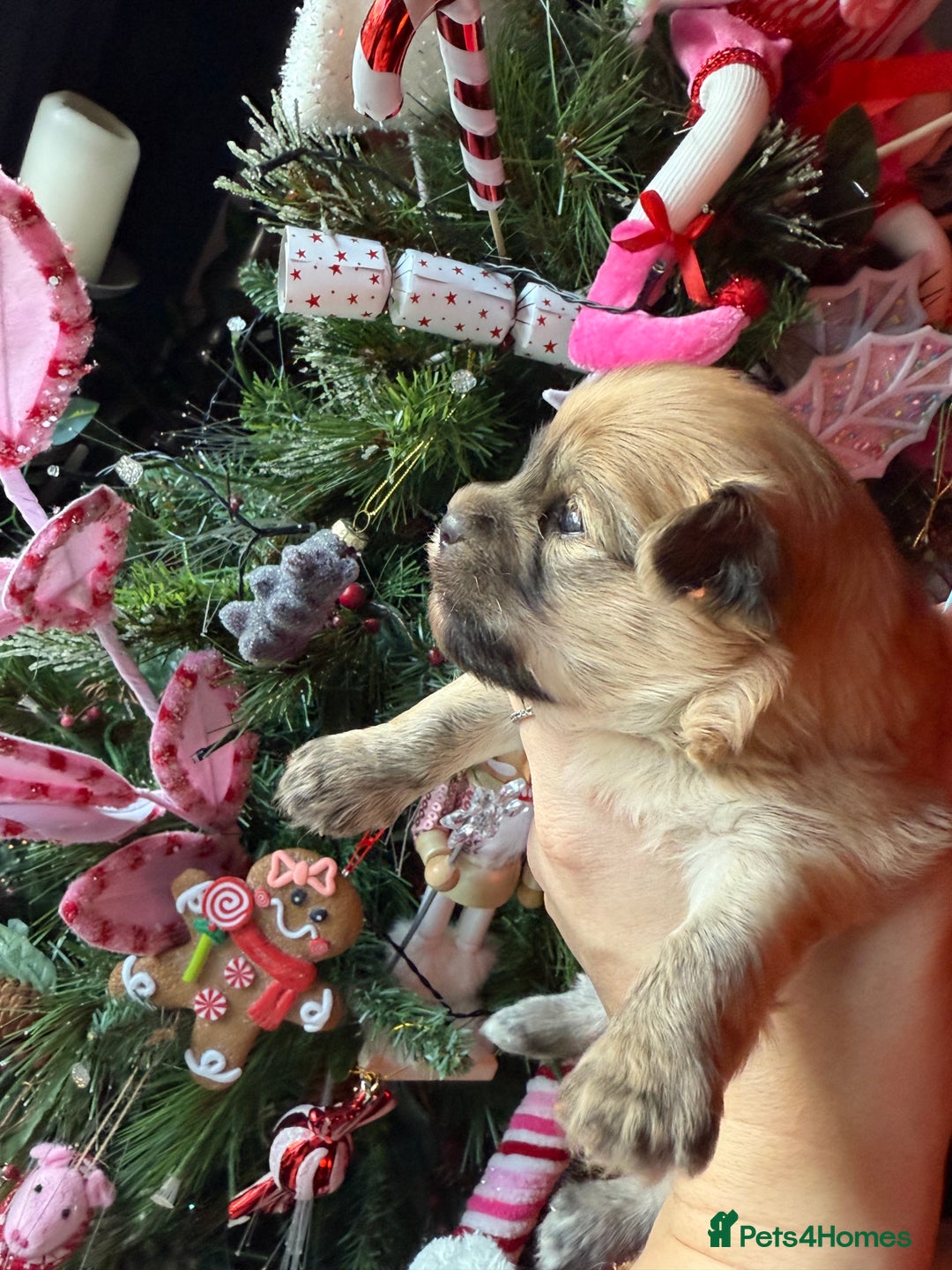 Mixed Breed dogs for sale: Beautiful pups for sale!  - Advert 21