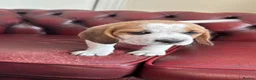 Beagle dogs for sale: Beagle puppies  - Advert 8