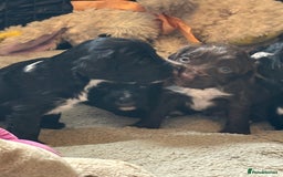 Cocker Spaniel dogs for sale: Working type cocker spaniel puppies  - Image 10