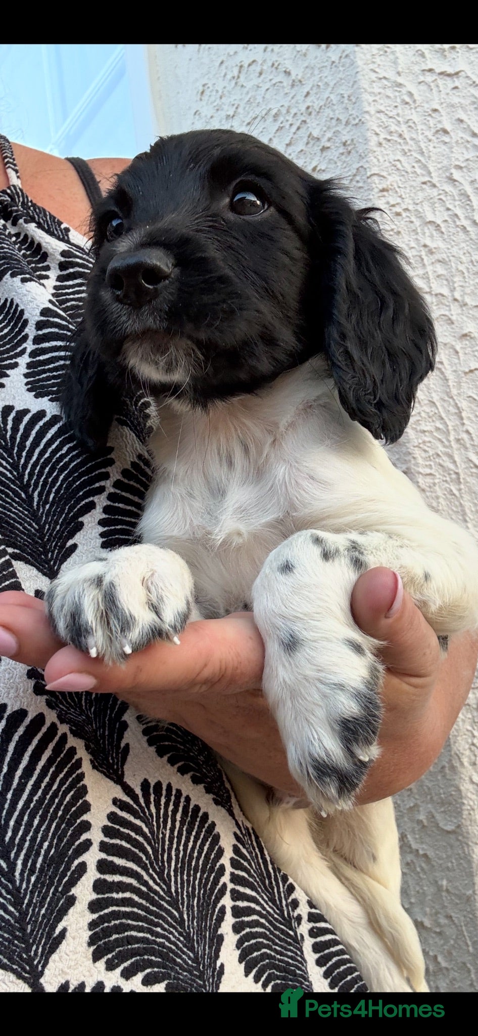 English Springer Spaniel dogs READY NOW Beautiful springer spaniel puppies  - Advert 2