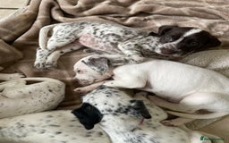 Mixed Breed dogs for sale:  Dalmaspoodles! Dalmation X springer/poodle pups - Image 21