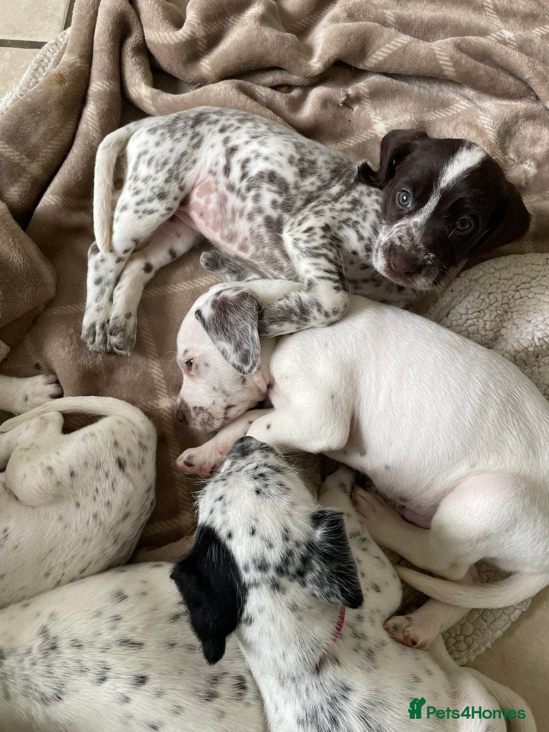 Mixed Breed dogs for sale:  Dalmaspoodles! Dalmation X springer/poodle pups - Image 21